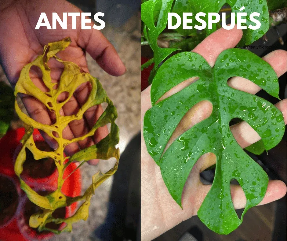 Antes e depois das plantas